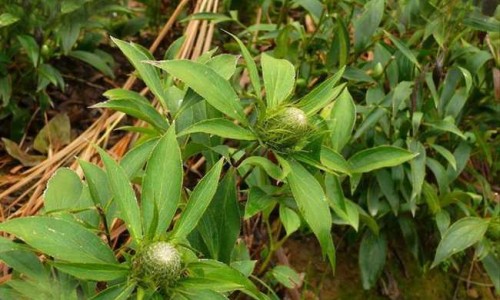 红藤的功效与作用点、红腾功效作用及搭配 -红腾功效与作用网